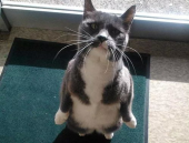 娱乐圈吃瓜猫,揭秘吃瓜猫背后的娱乐真相
